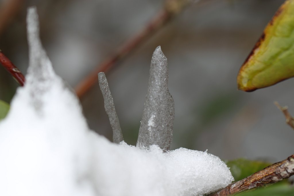 IMG_2951.JPG - Ice leaf