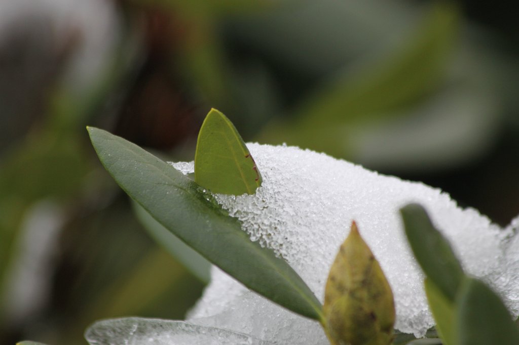 IMG_2952.JPG - Ice & snow covered shrub