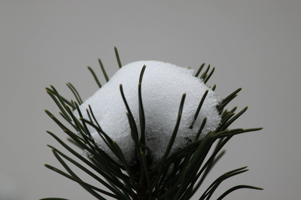 IMG_2955.JPG - Snow catcher