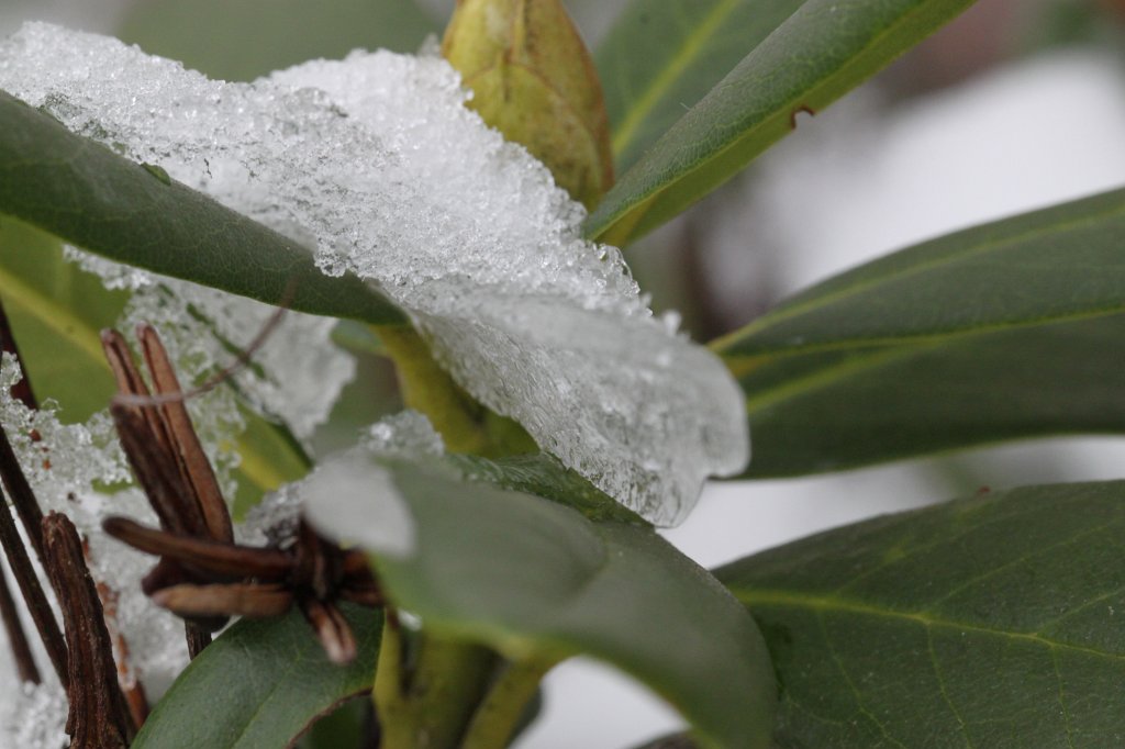 IMG_2958.JPG - Ice leaf