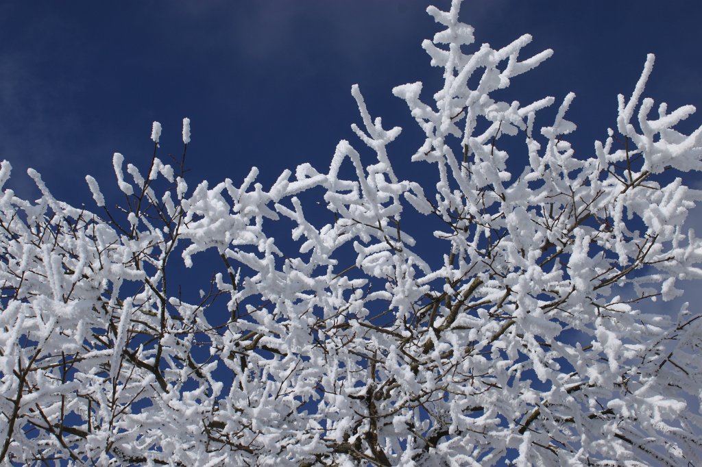 IMG_3018.JPG - Blue & white