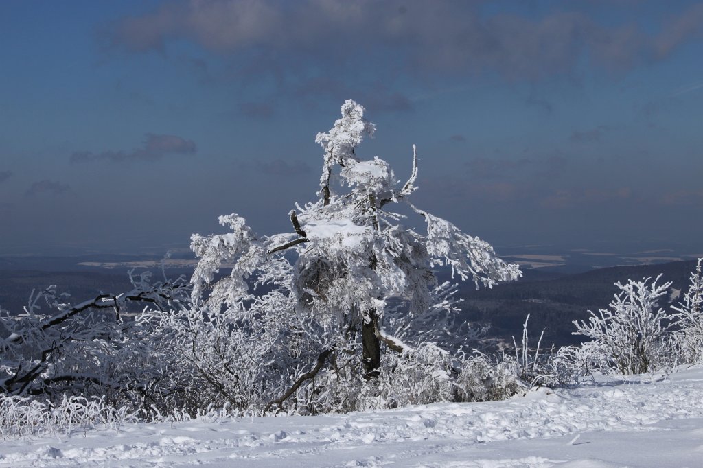 IMG_3021.JPG - Tree on the Feldberg plateau  http://en.wikipedia.org/wiki/Gro%C3%9Fer_Feldberg 