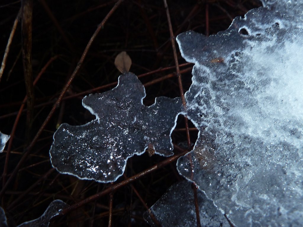 P1090586.JPG - Flying ice leaf on a bush