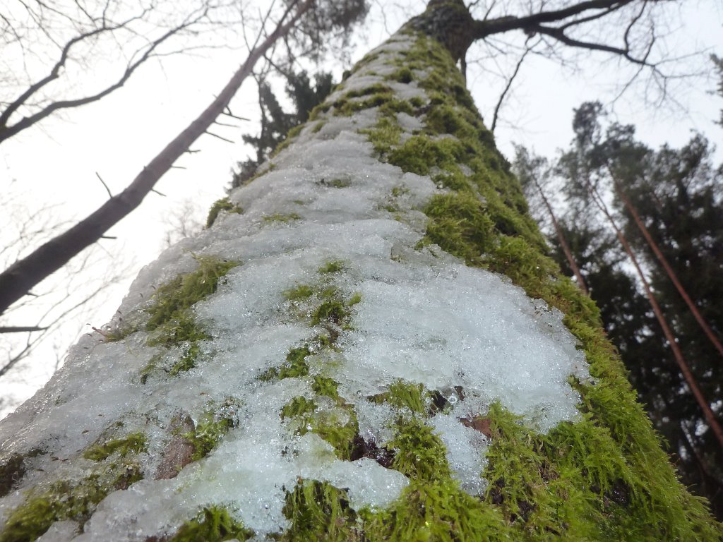 P1090590.JPG - Snow and moss covered trunk