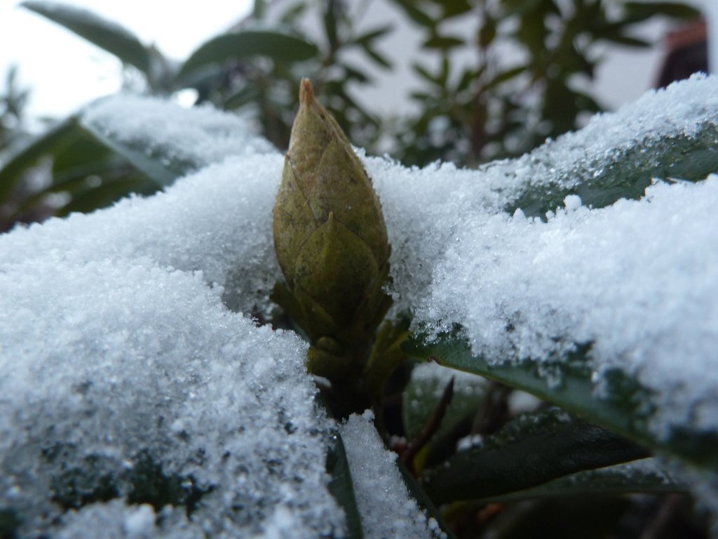 P1090611.JPG - Snow surrounded bud
