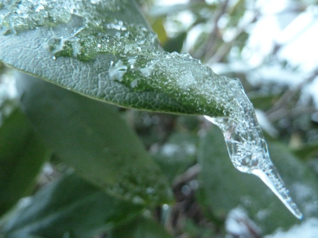 P1090613.JPG - Ice extended leaf
