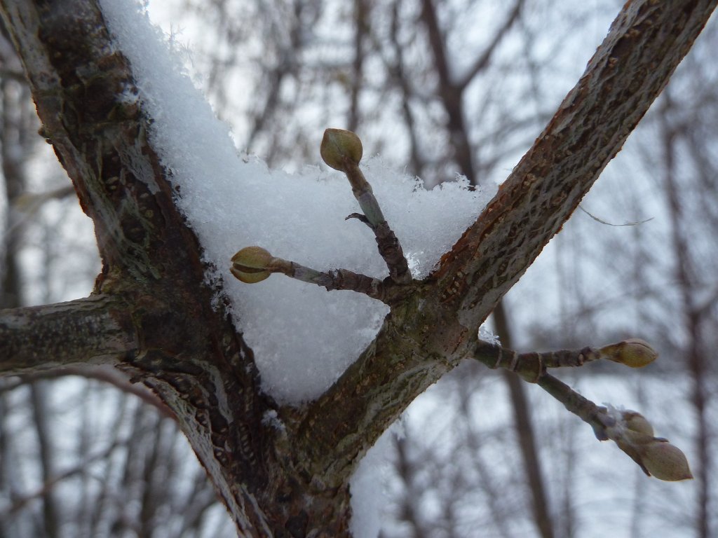 P1090626.JPG - Snow covered branches