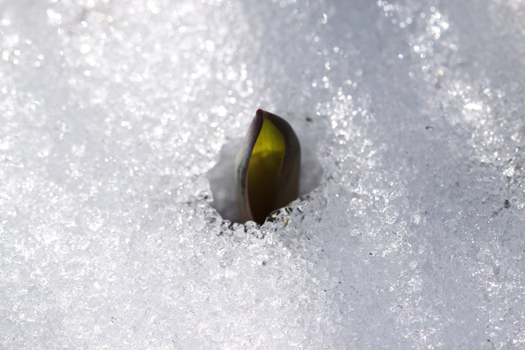 IMG_3065.JPG - Will spring come?