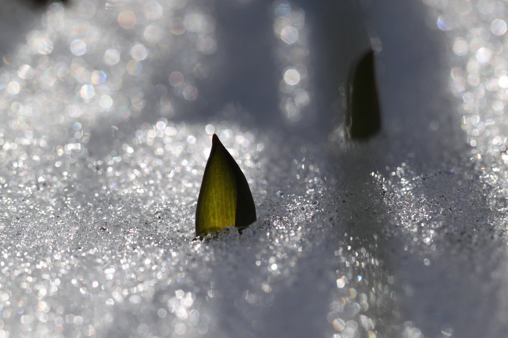 IMG_3066.JPG - Will spring come?