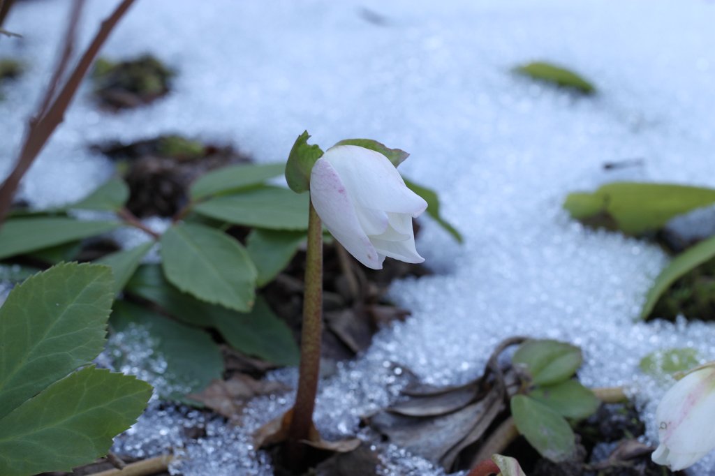 IMG_3071.JPG - Spring will come