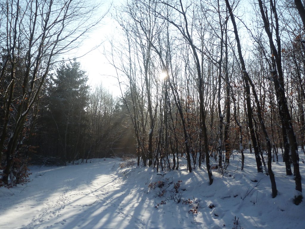 P1090701.JPG - Snowy forest