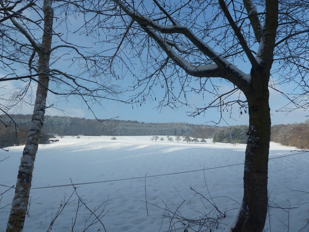 P1090734.JPG - Snowy forest