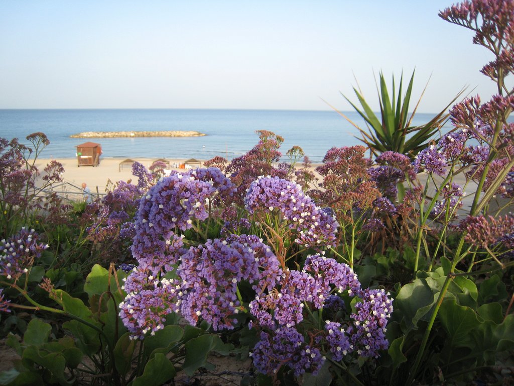 IMG_0067.JPG - Flowers & the sea