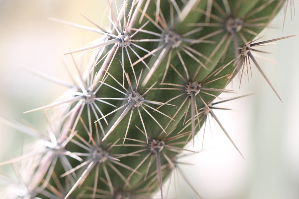 IMG_3171.JPG - Needles