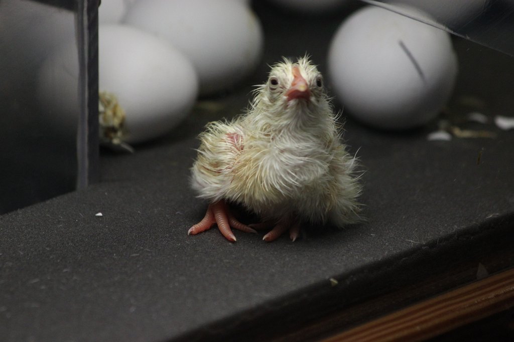 IMG_3398.JPG - Birth of a bird