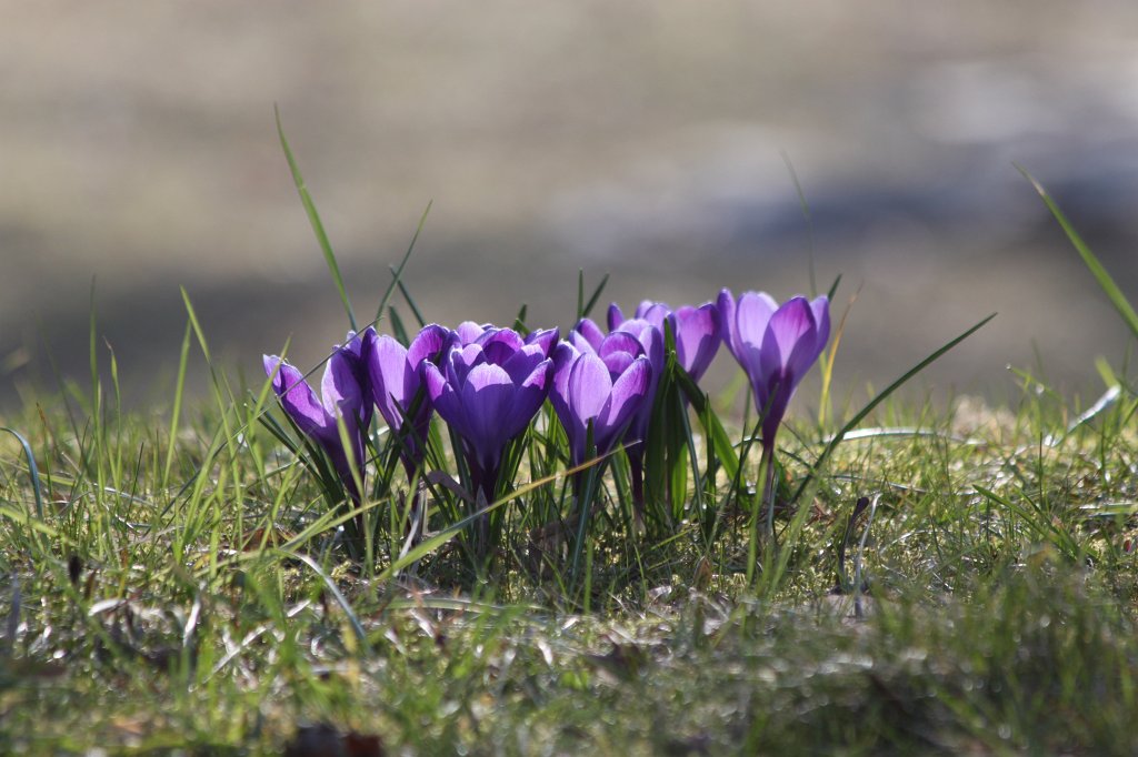 IMG_3448.JPG - Crocus