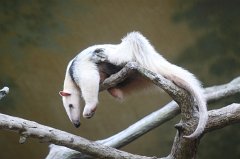Tamandua