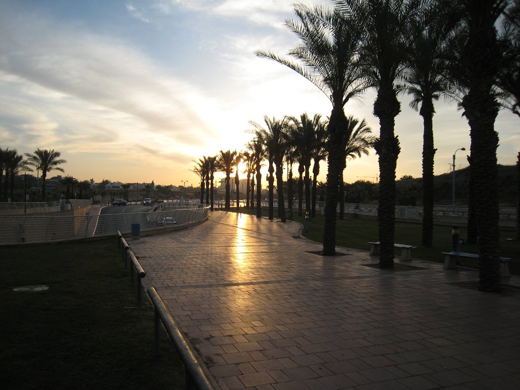 IMG_0097.JPG - Early sun and palms