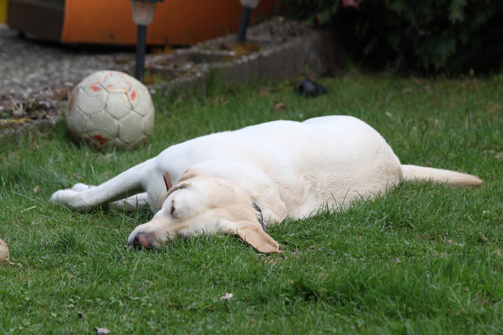 IMG_3475.JPG - Sleeping dog