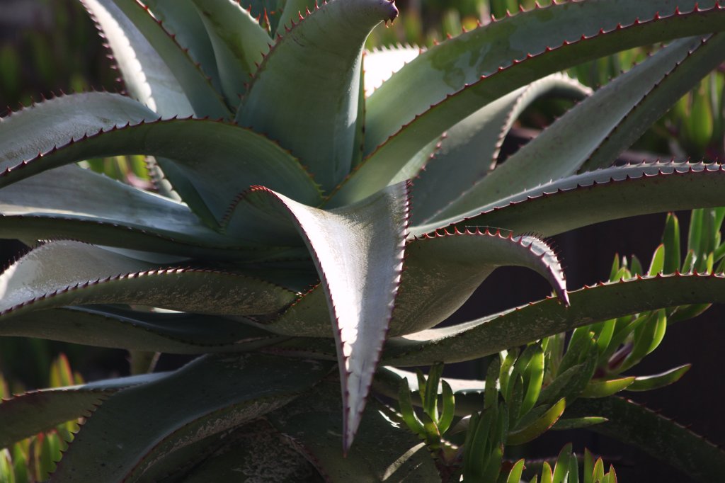 IMG_3695.JPG - Cactus teeth