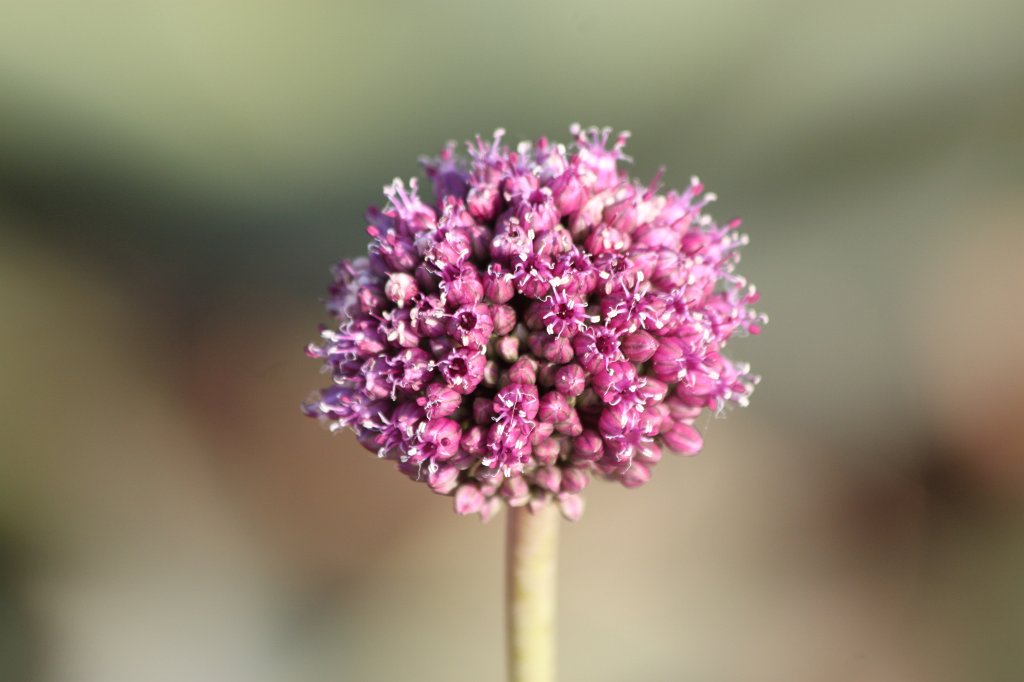 IMG_3699.JPG - Flower