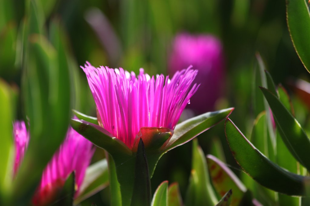 IMG_3729.JPG - Flower