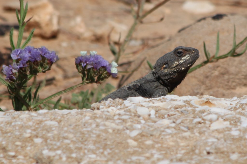 IMG_3761.JPG - Lizard