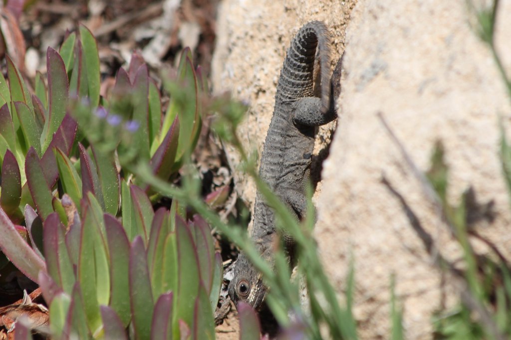 IMG_3763.JPG - Lizard