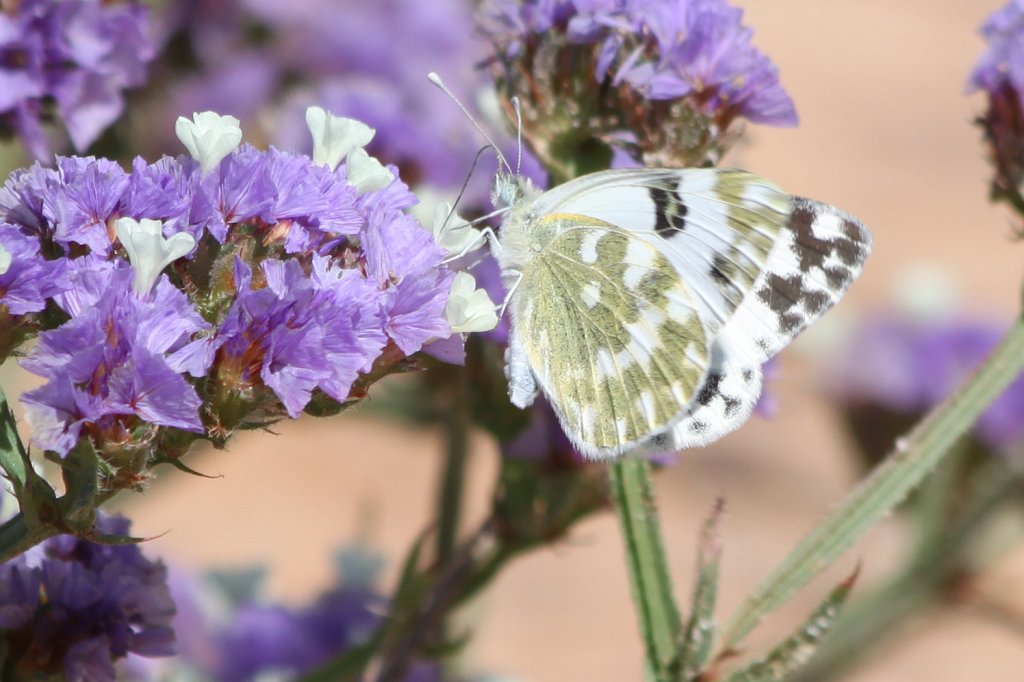 IMG_3770.JPG - Butterfly