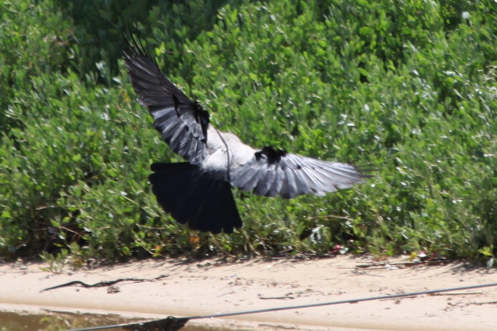 IMG_3816.JPG - Flying bird