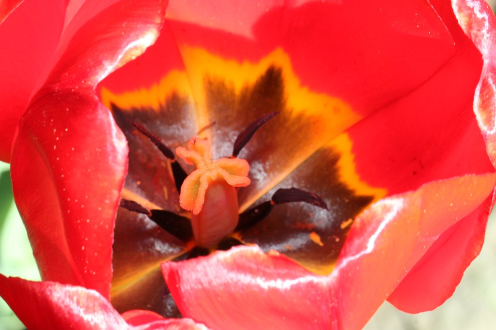 IMG_4080.JPG - Red  Tulip 