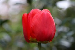 Tulip