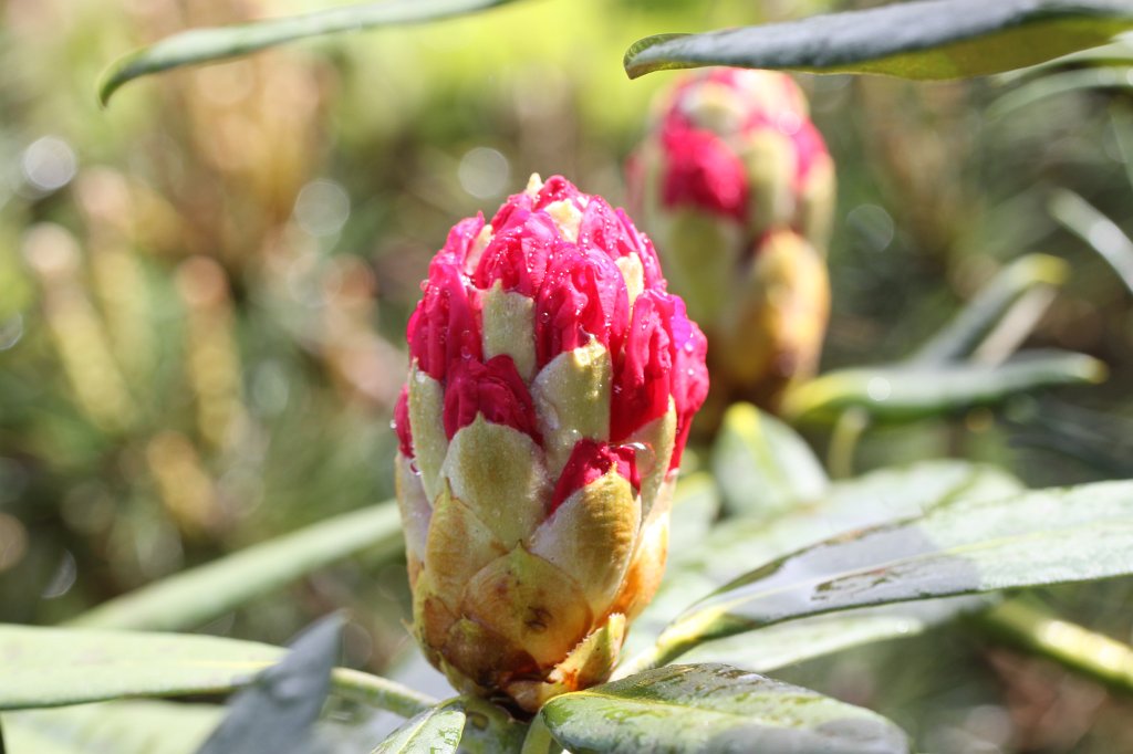 IMG_4102.JPG -  Rhododendron  starting to bloom