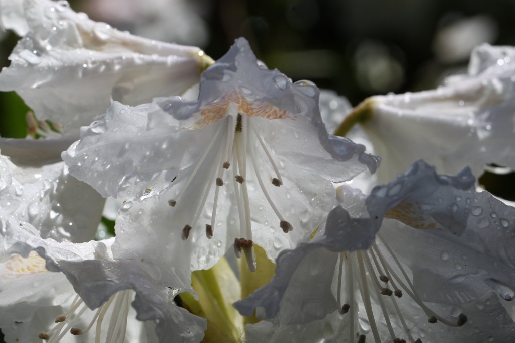 IMG_4104.JPG - Blooming  Rhododendron 