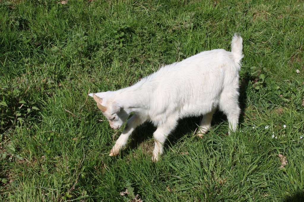 IMG_4133.JPG -  Hessenpark  Ziegen ( Hessenpark  goats)