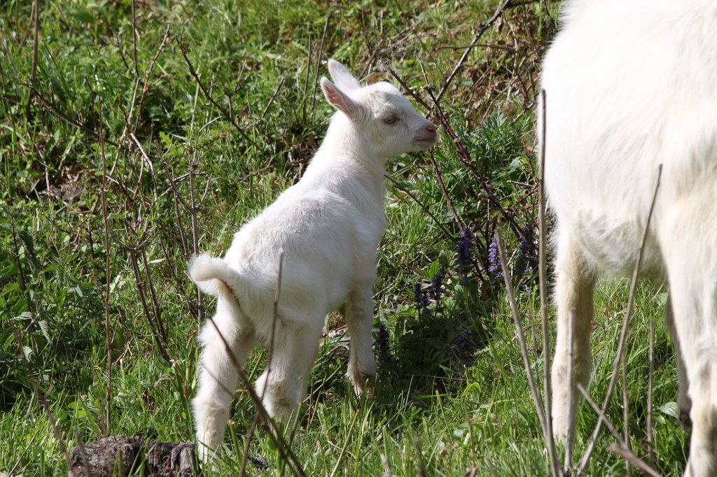 IMG_4134.JPG -  Hessenpark  Ziegen ( Hessenpark  goats)