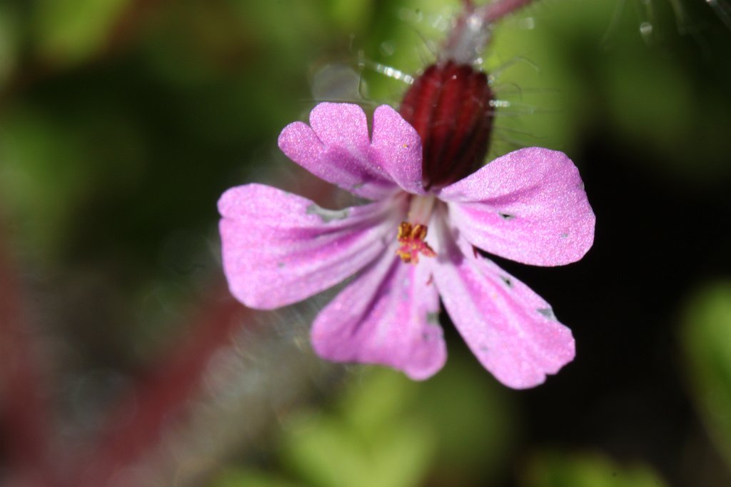 IMG_4166.JPG -  Hessenpark  Blume ( Hessenpark  flower)