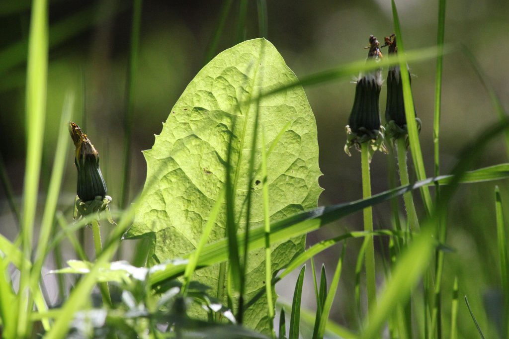 IMG_4169.JPG -  Hessenpark  Blatt ( Hessenpark  leaf)