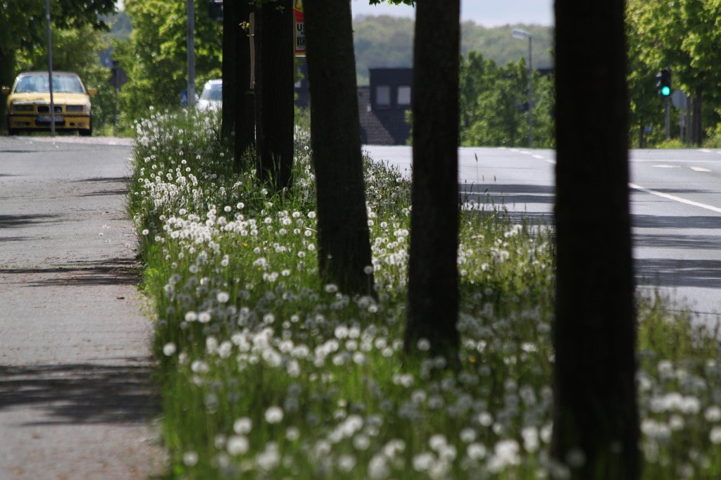 IMG_4199.JPG -  Dandelion  Alley