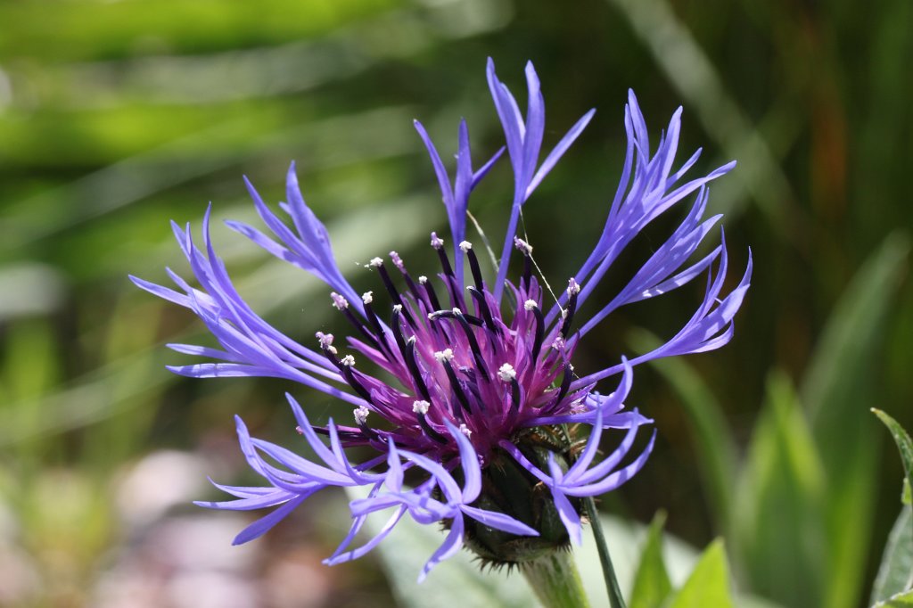 IMG_4203.JPG -  Cornflower 