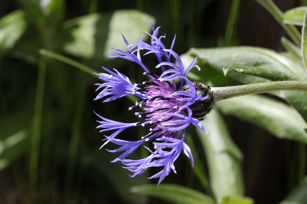 IMG_4206.JPG -  Cornflower 