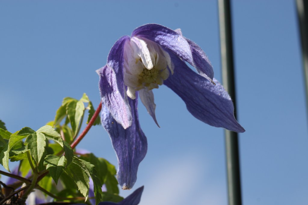 IMG_4207.JPG - Flower