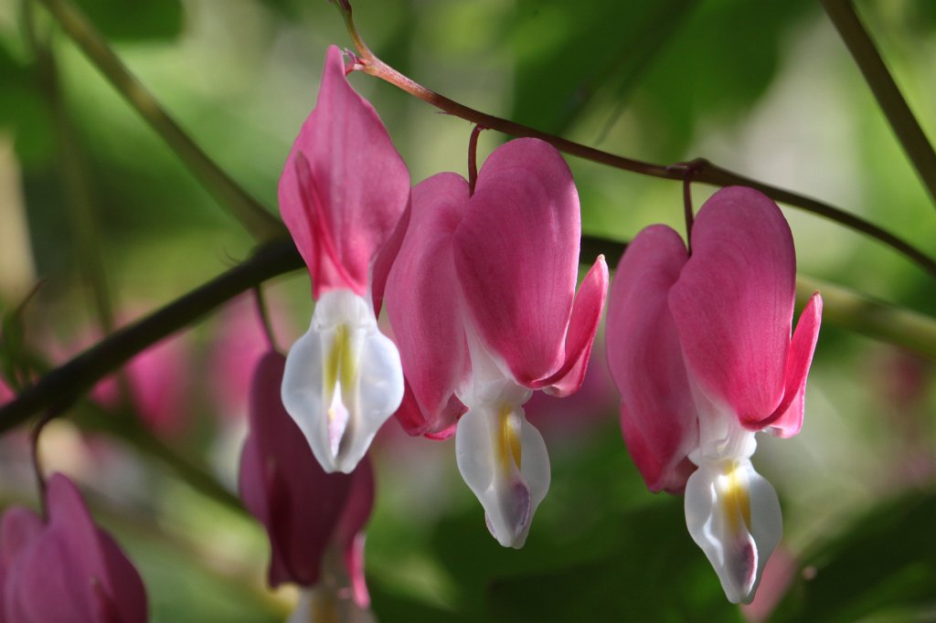 IMG_4210.JPG -  Bleeding Heart 