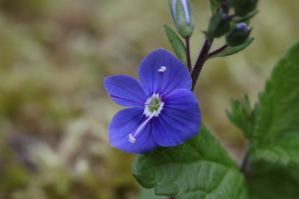 IMG_4211.JPG - Bloom