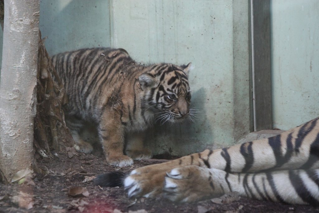 IMG_4227.JPG -  Tiger  mother with her baby daughter. Tiger Malea has born the little tiger April 3rd, 2013. The tiger girl is just 1.5 months old and has not yet a name. Isn't the little one cute?