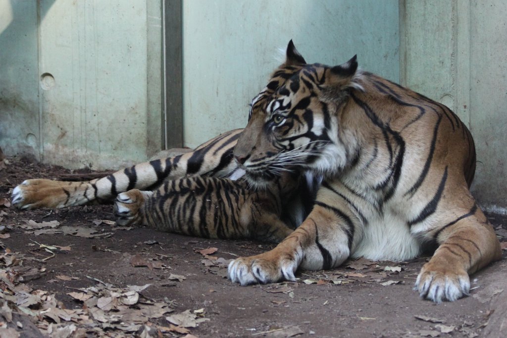 IMG_4243.JPG -  Tiger  mother with her baby daughter. Tiger Malea has born the little tiger April 3rd, 2013. The tiger girl is just 1.5 months old and has not yet a name. Isn't the little one cute?