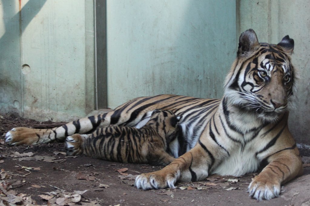 IMG_4244.JPG -  Tiger  mother with her baby daughter. Tiger Malea has born the little tiger April 3rd, 2013. The tiger girl is just 1.5 months old and has not yet a name. Isn't the little one cute?