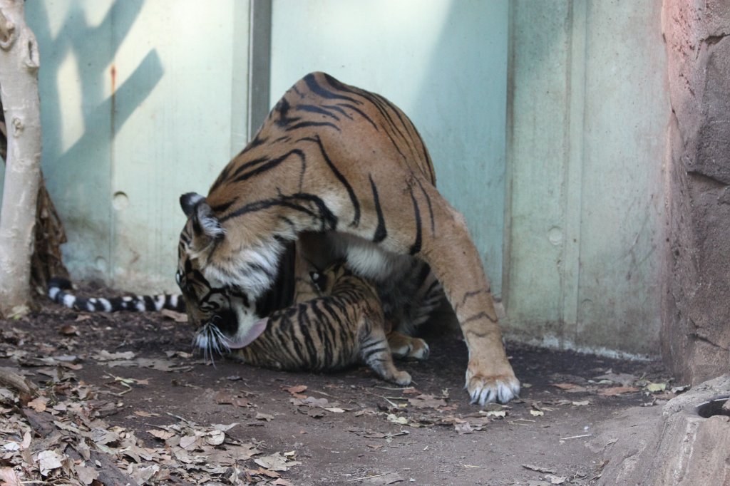 IMG_4249.JPG -  Tiger  mother with her baby daughter. Tiger Malea has born the little tiger April 3rd, 2013. The tiger girl is just 1.5 months old and has not yet a name. Isn't the little one cute?