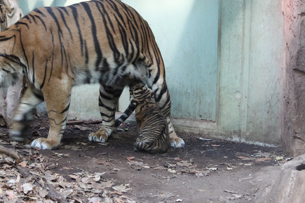 IMG_4251.JPG -  Tiger  mother with her baby daughter. Tiger Malea has born the little tiger April 3rd, 2013. The tiger girl is just 1.5 months old and has not yet a name. Isn't the little one cute?