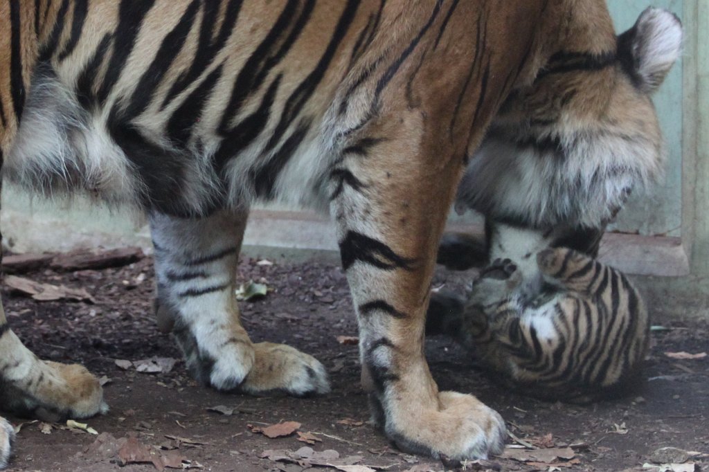 IMG_4258.JPG -  Tiger  mother with her baby daughter. Tiger Malea has born the little tiger April 3rd, 2013. The tiger girl is just 1.5 months old and has not yet a name. Isn't the little one cute?